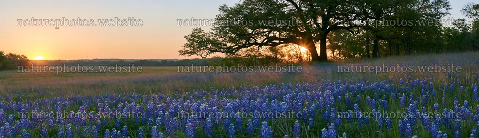 Bluebonnet meadow at sunrise with oak trees – nature photos 14762x4268