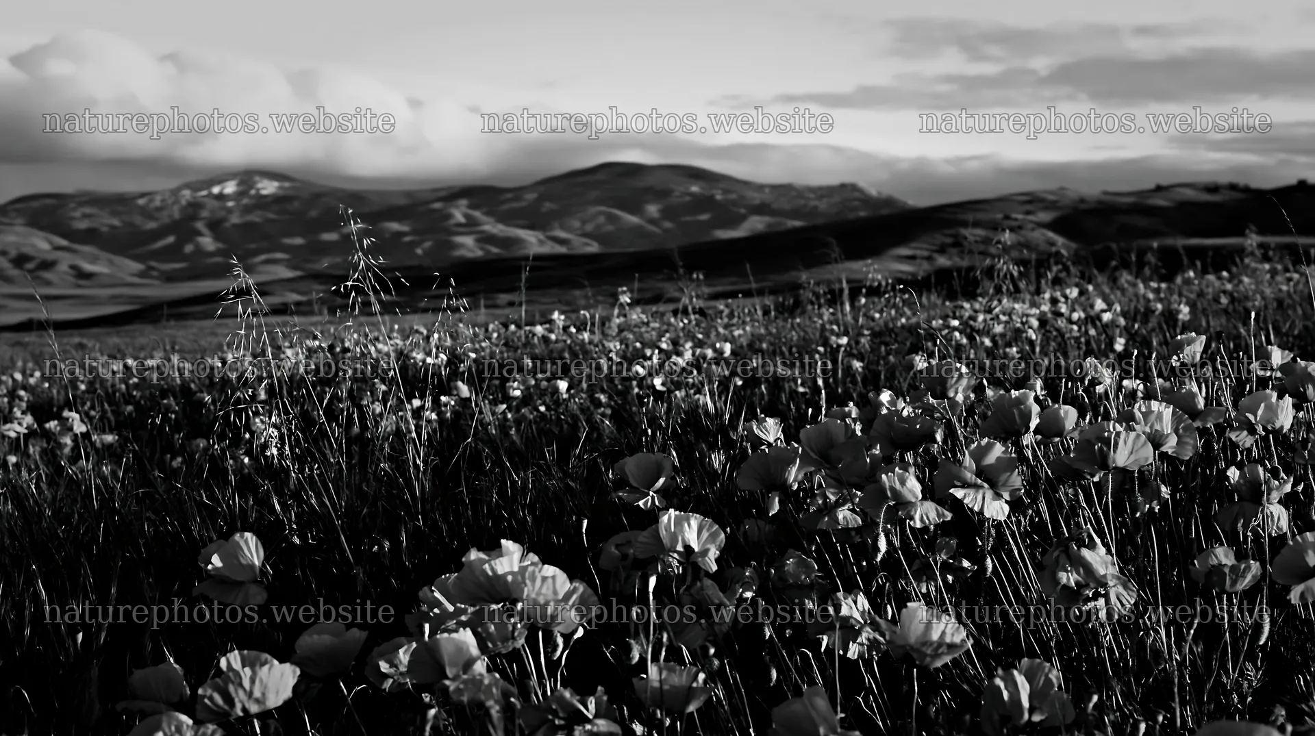 Cloudy foothill meadow with flowers in black and white – nature photos 10608x5938