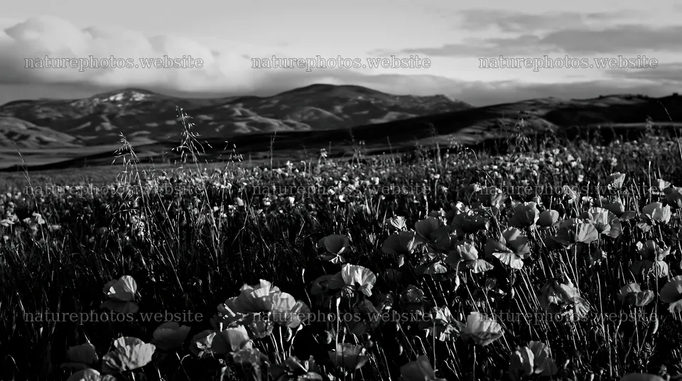 Cloudy foothill meadow with flowers in black and white – nature photos 10608x5938