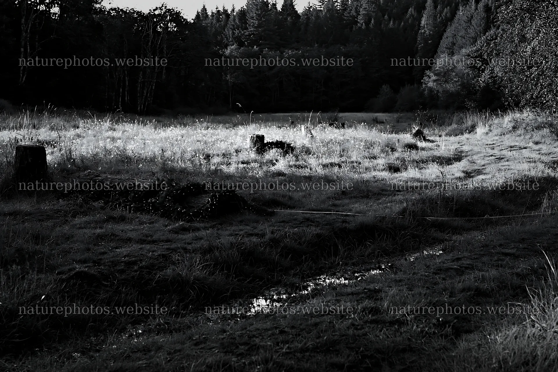 Expansive Christmas meadow with rainwater retention and wreaths – nature photos 9722x6480