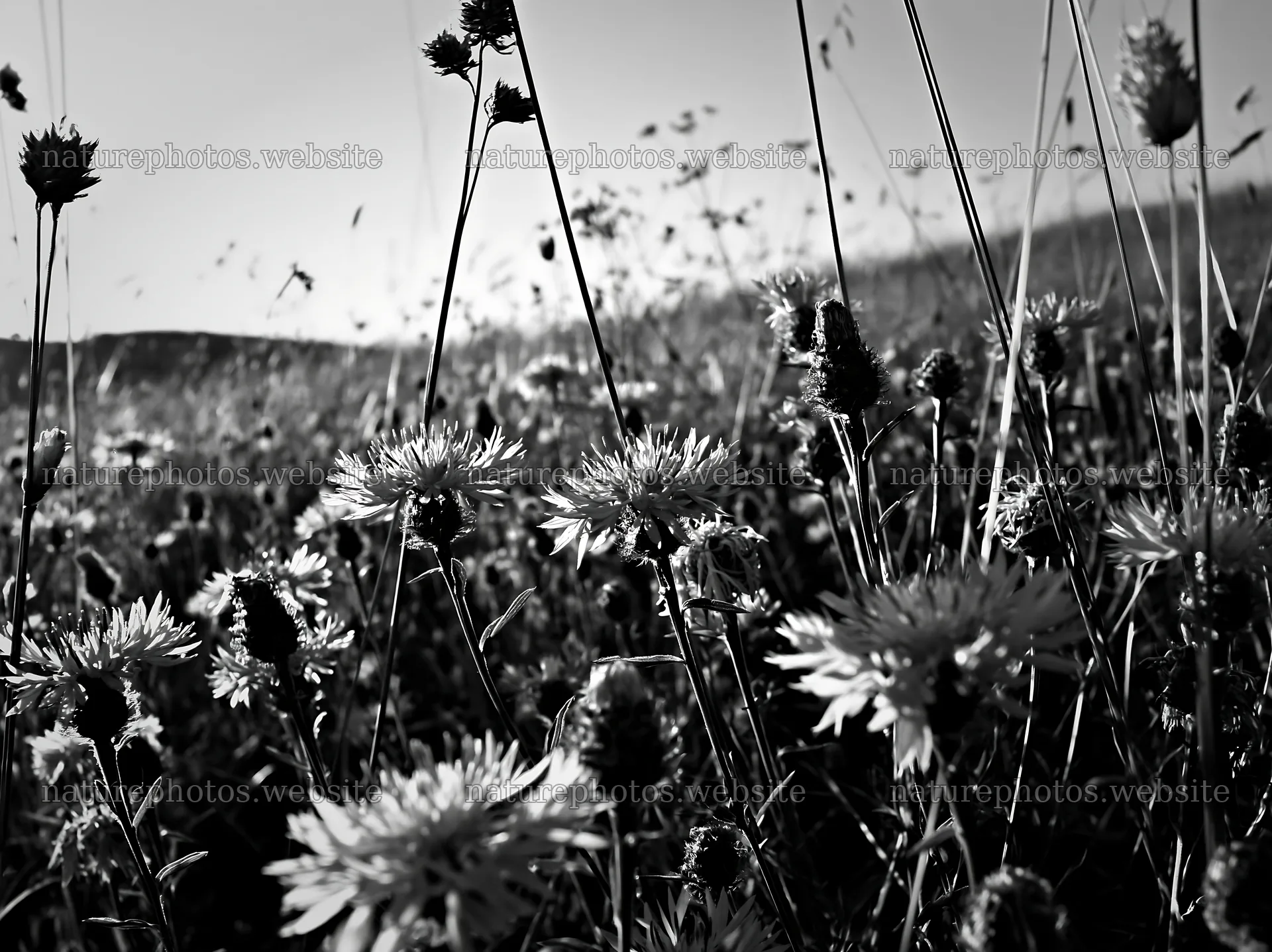 Violet knapweed meadow in black and white – nature photos 9174x6866
