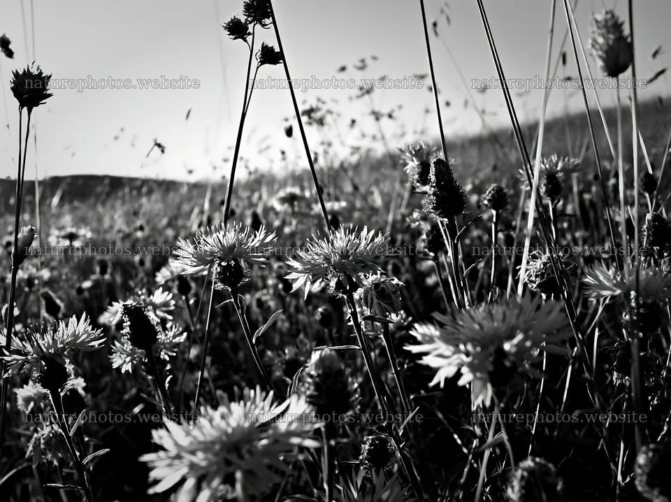 Violet knapweed meadow in black and white – nature photos 9174x6866