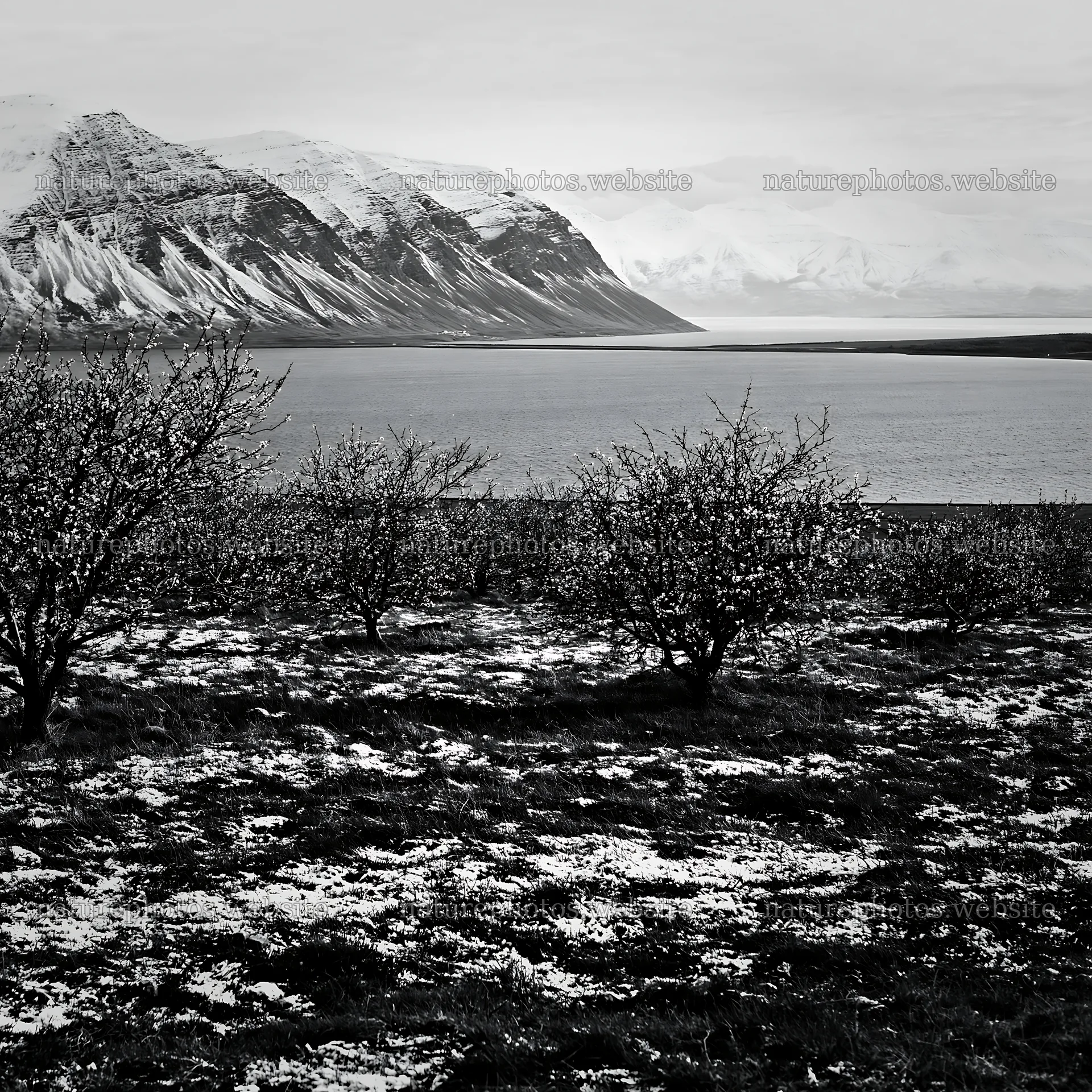 Fjord view with orchard and meadow in black and white – nature photos 7938x7938