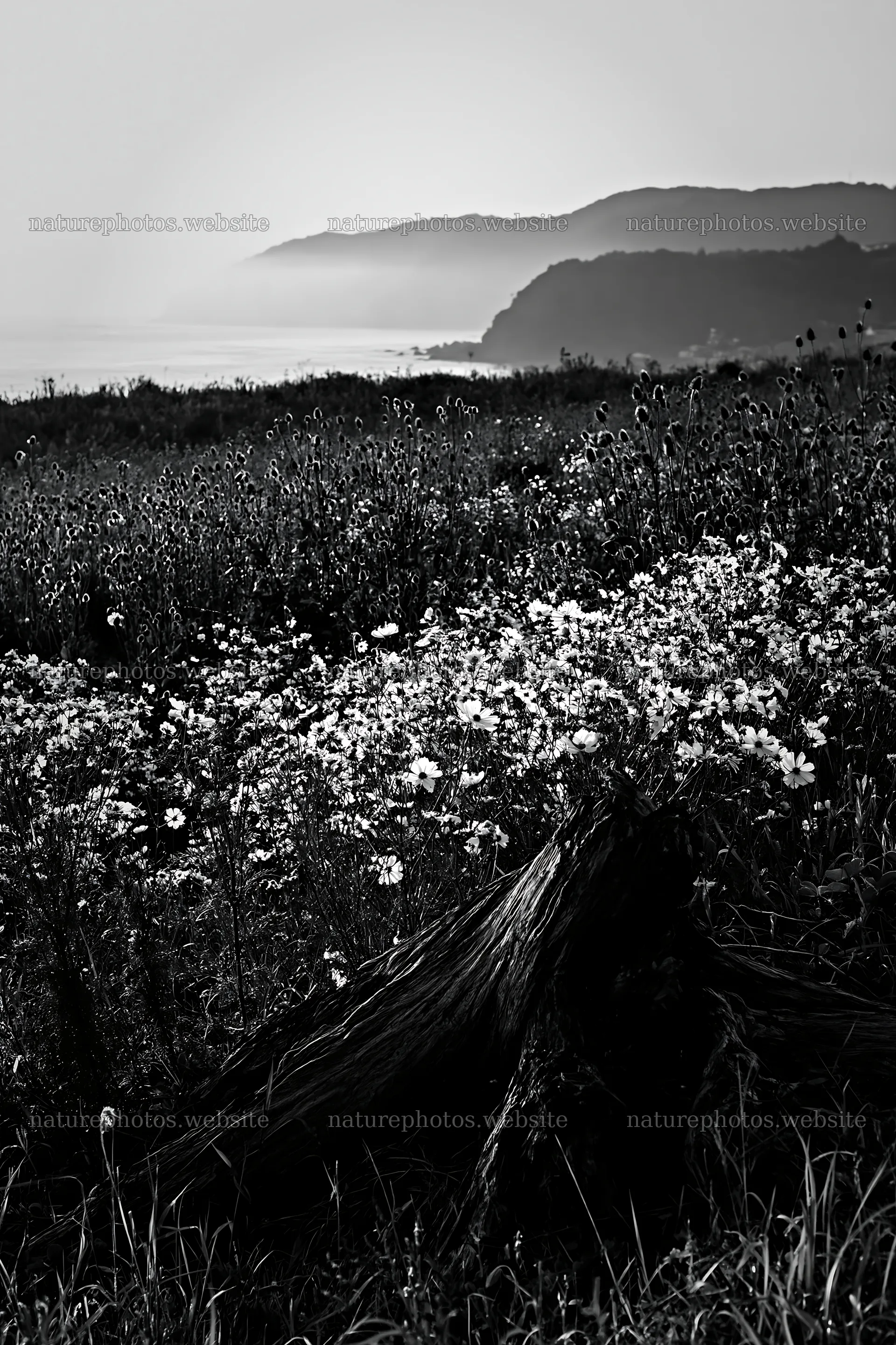 Nagasaki coastal meadow with driftwood and wildflowers – nature photos 6480x9722