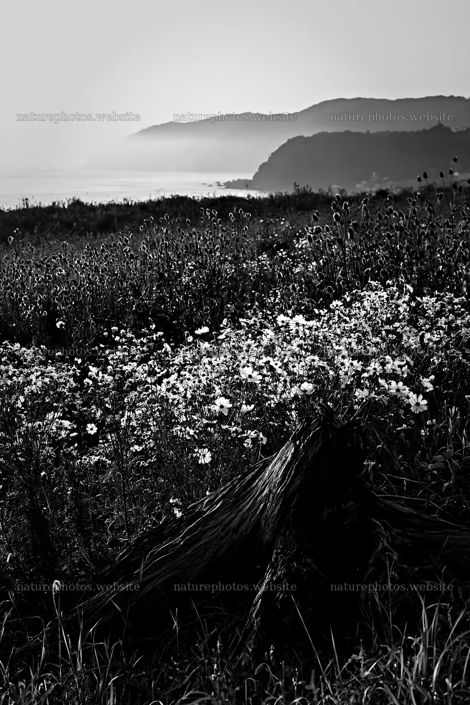 Nagasaki coastal meadow with driftwood and wildflowers – nature photos 6480x9722