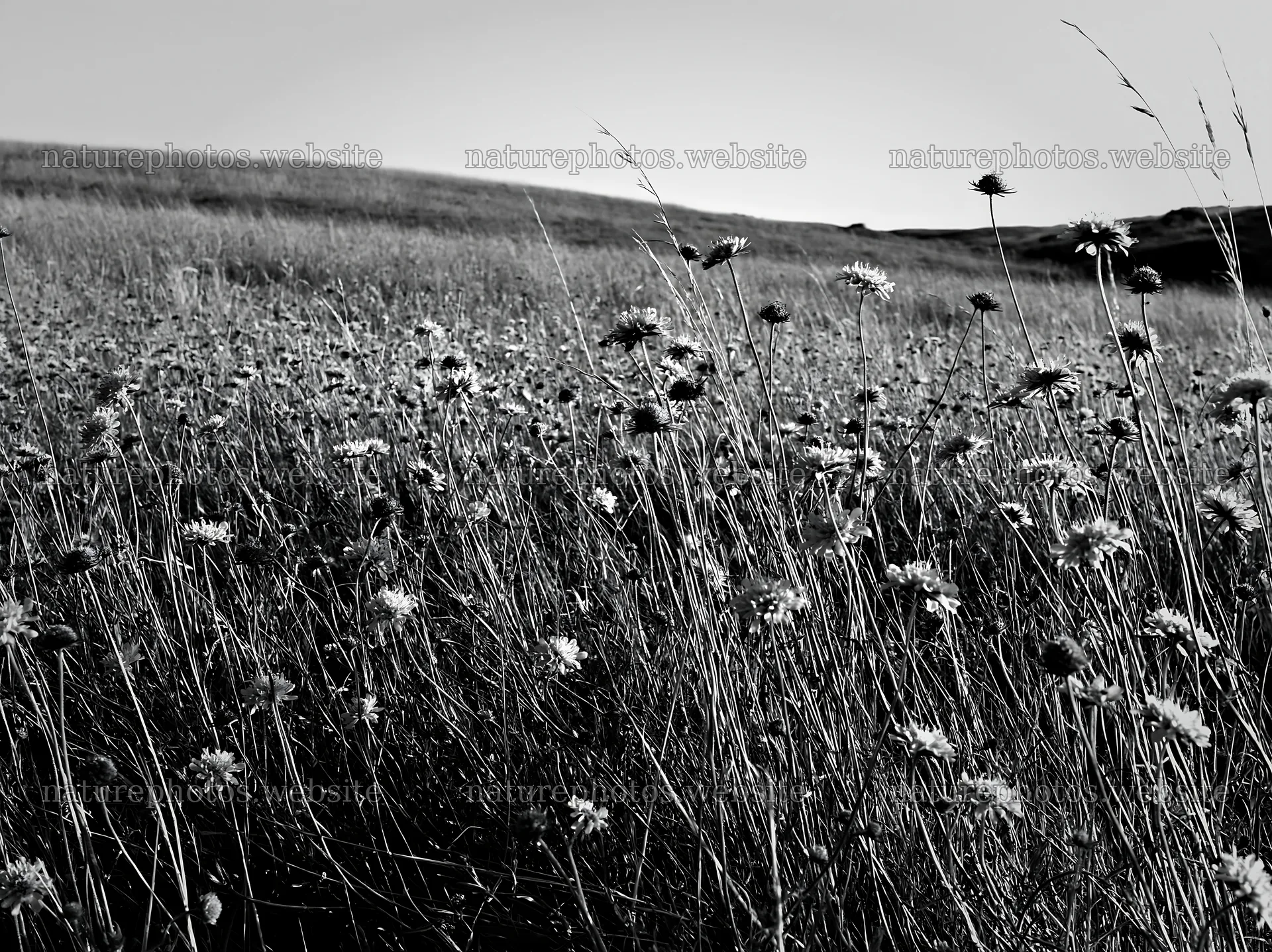 Sunny dry meadow hillside with wildflowers in black and white – nature photos 9174x6866