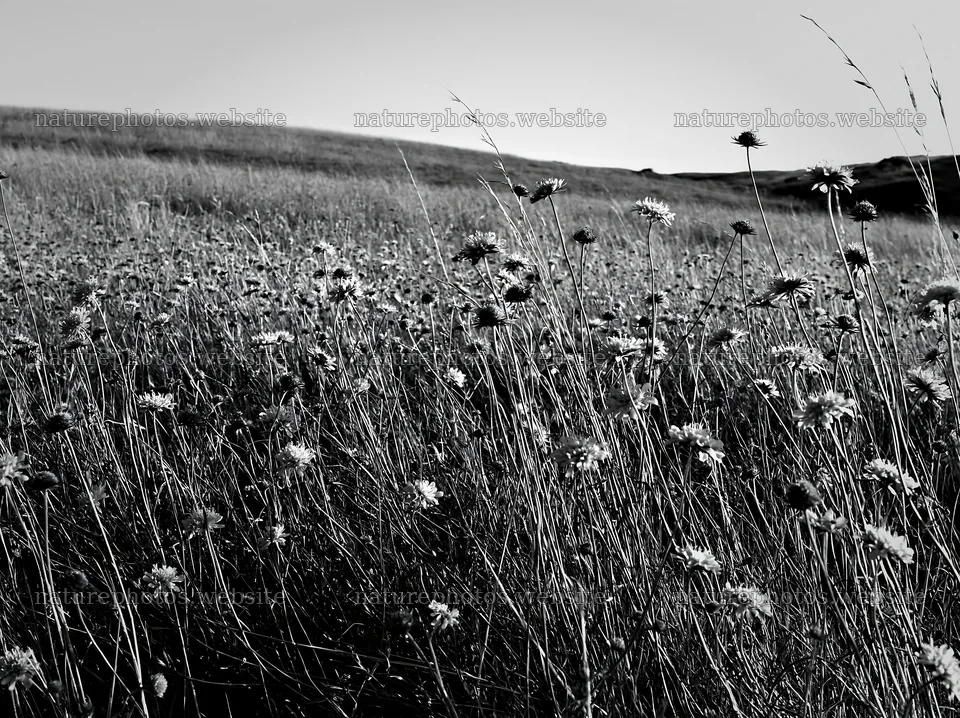Sunny dry meadow hillside with wildflowers in black and white – nature photos 9174x6866