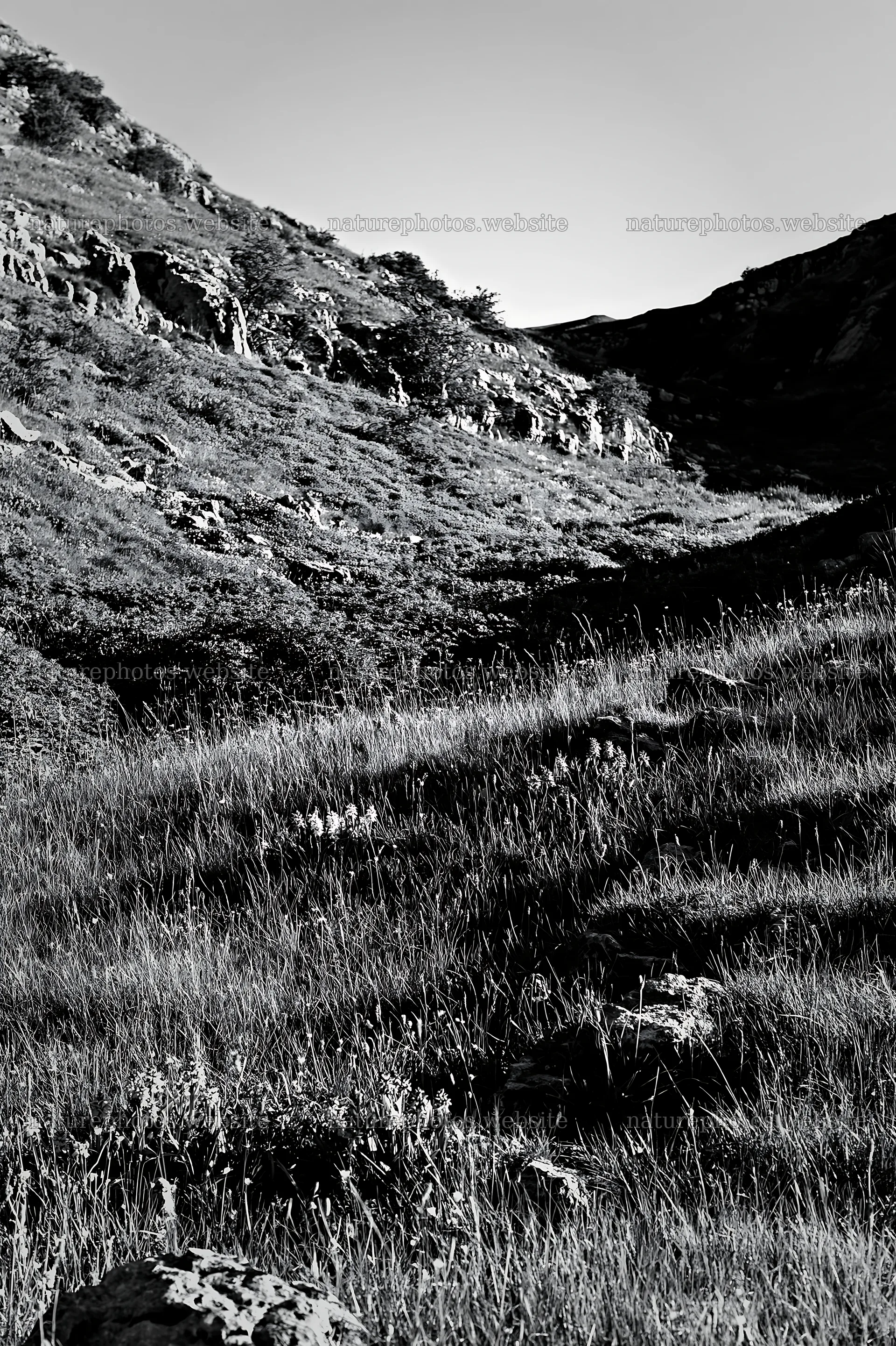 Biodiverse meadow with hills and grasses in black and white – nature photos 6480x9722