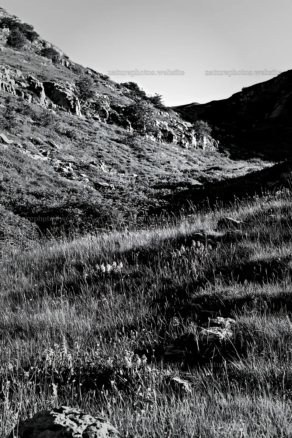 Biodiverse meadow with hills and grasses in black and white – nature photos 6480x9722