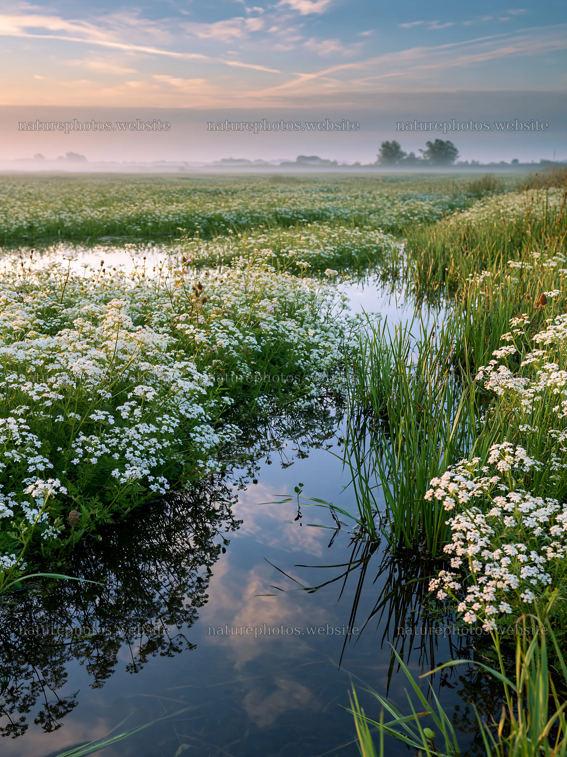 Cow parsley meadow with water reflection and blue sky – nature photos 6866x9174