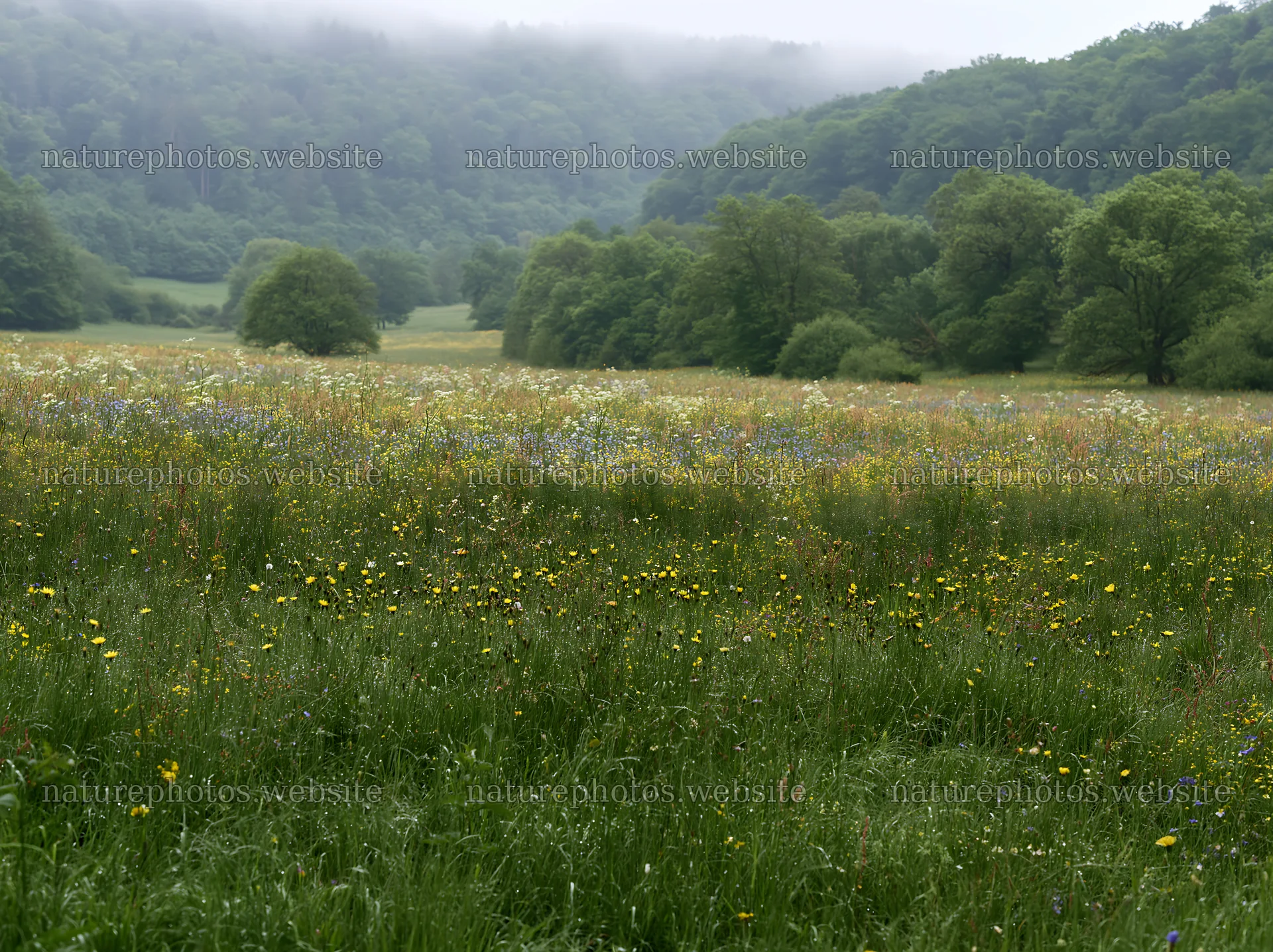 German foothill meadow with wildflowers and misty mountains – nature photos 9174x6866