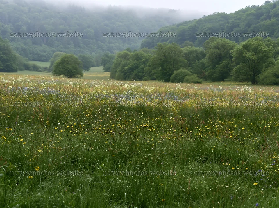 German foothill meadow with wildflowers and misty mountains – nature photos 9174x6866
