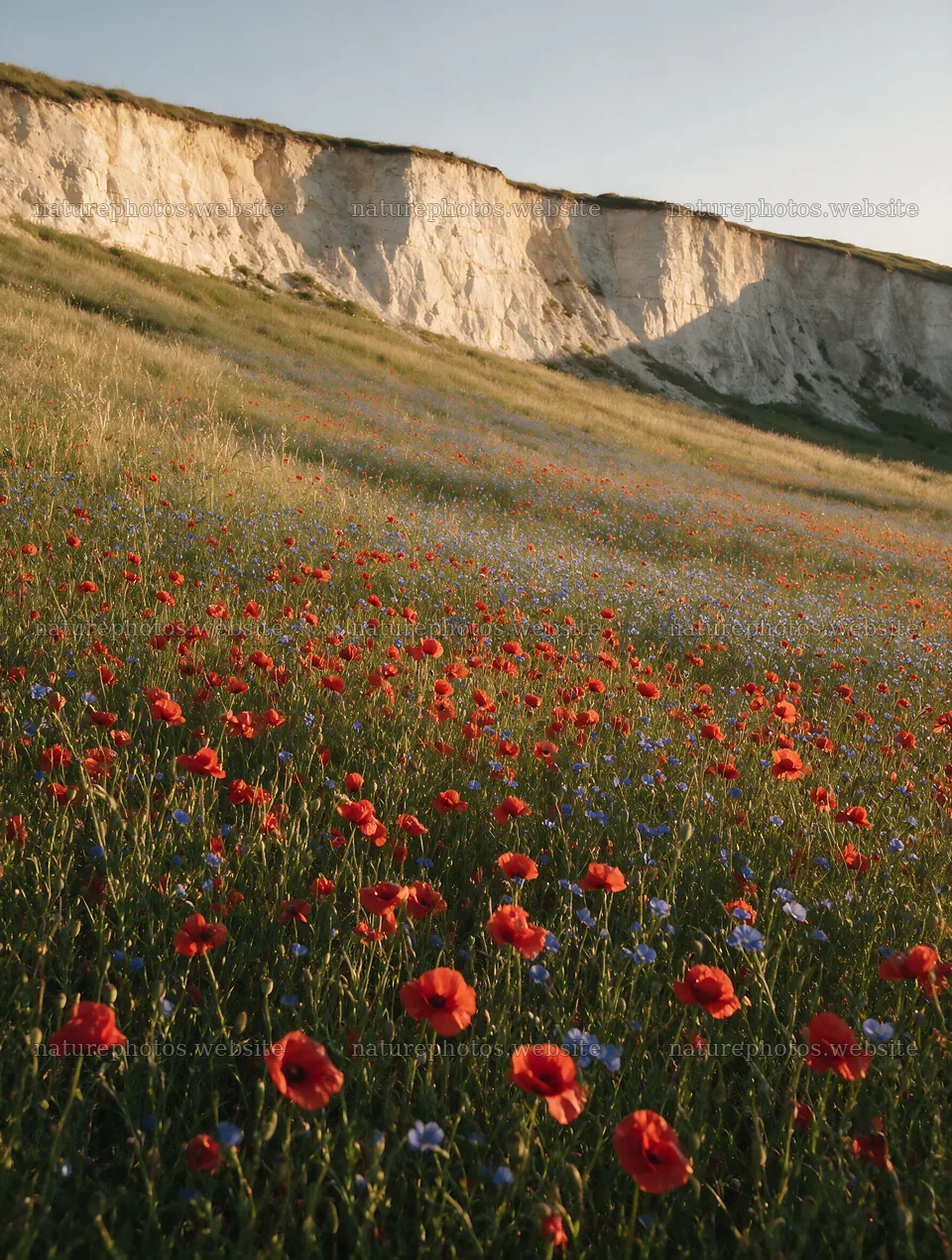 Poppy flax meadow view with cliffs in the background – nature photos 6898x9134