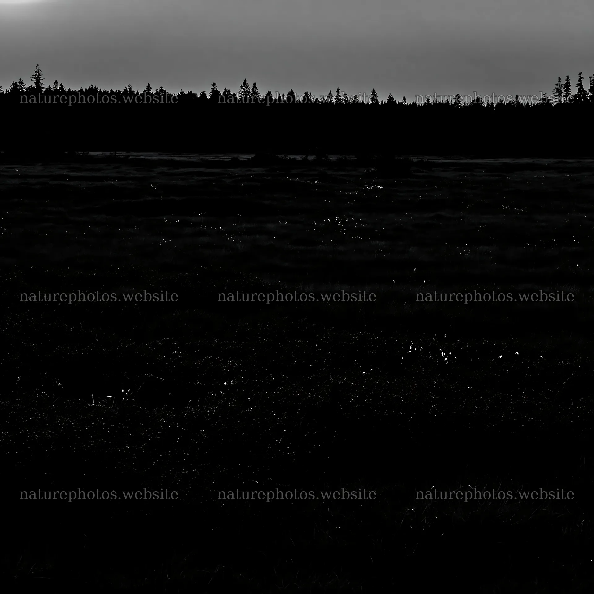 Moonlit meadow with distant trees at dusk – nature photos 7938x7938