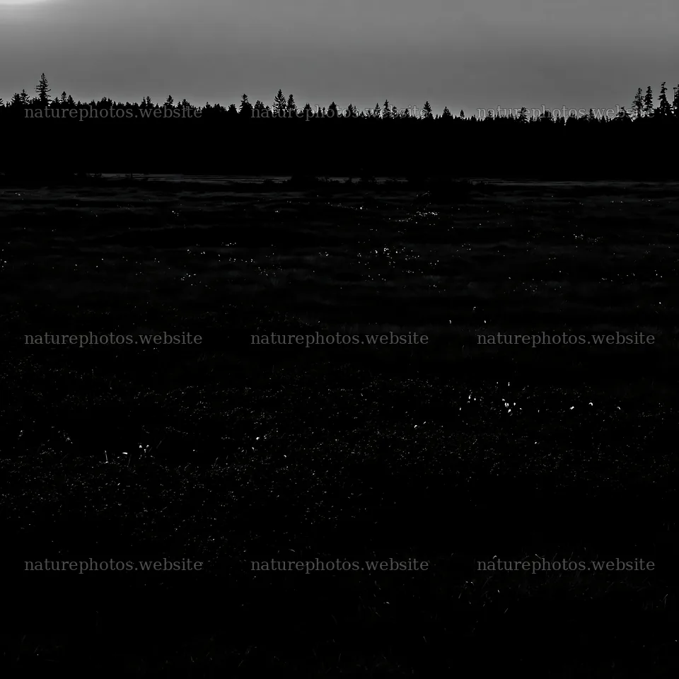 Moonlit meadow with distant trees at dusk – nature photos 7938x7938