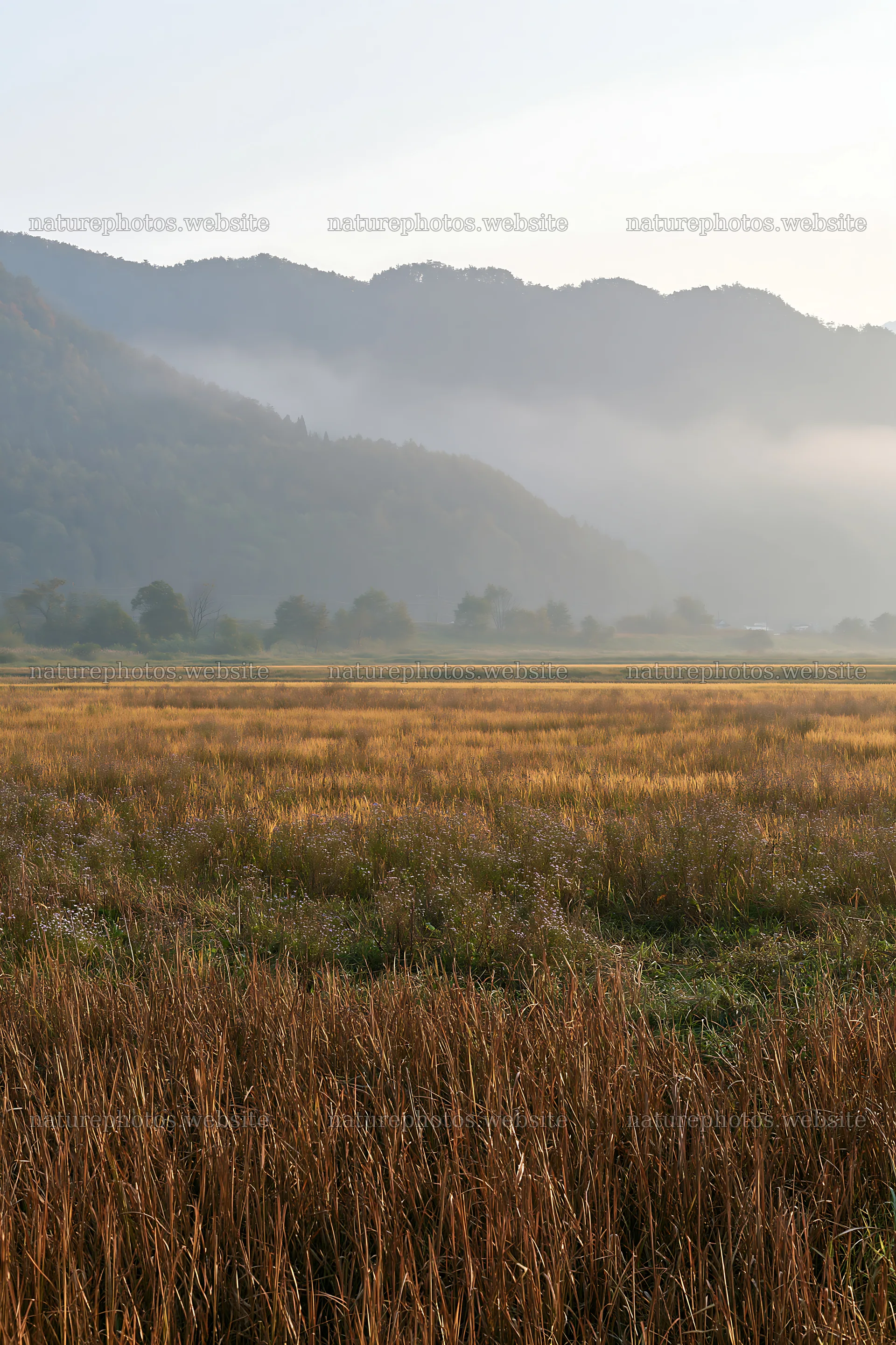 Saga floodplain meadow with reed foreground under morning light – nature photos 6480x9722