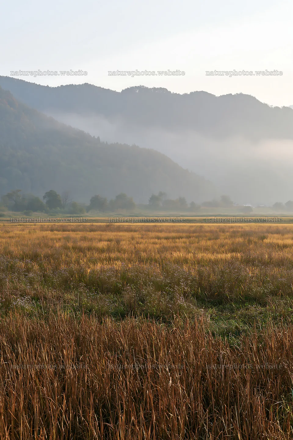 Saga floodplain meadow with reed foreground under morning light – nature photos 6480x9722