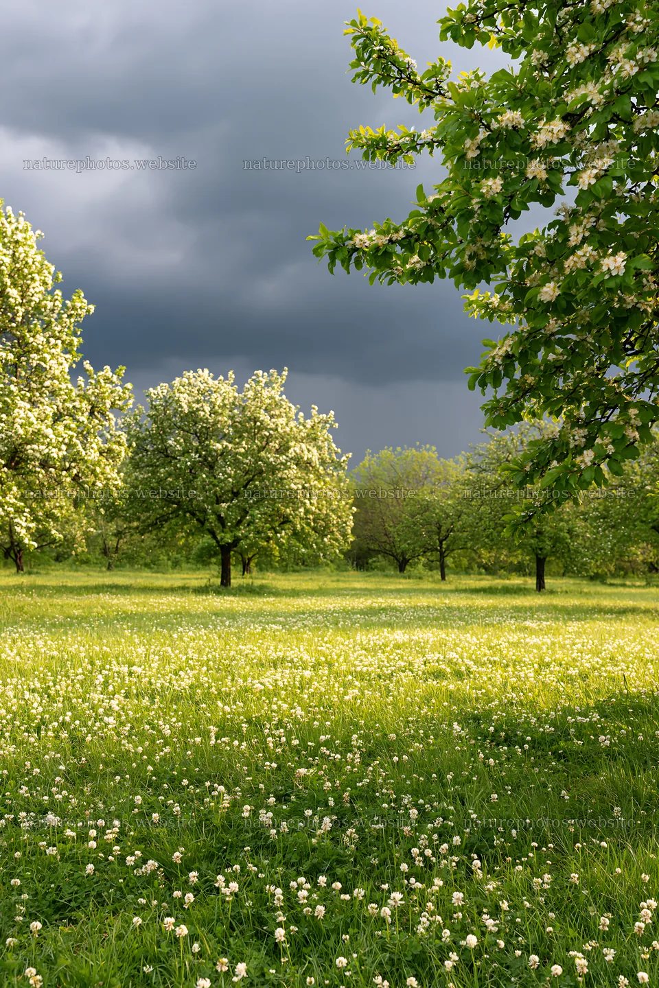 Spring orchard meadow with trees and dark clouds above – nature photos 6480x9722