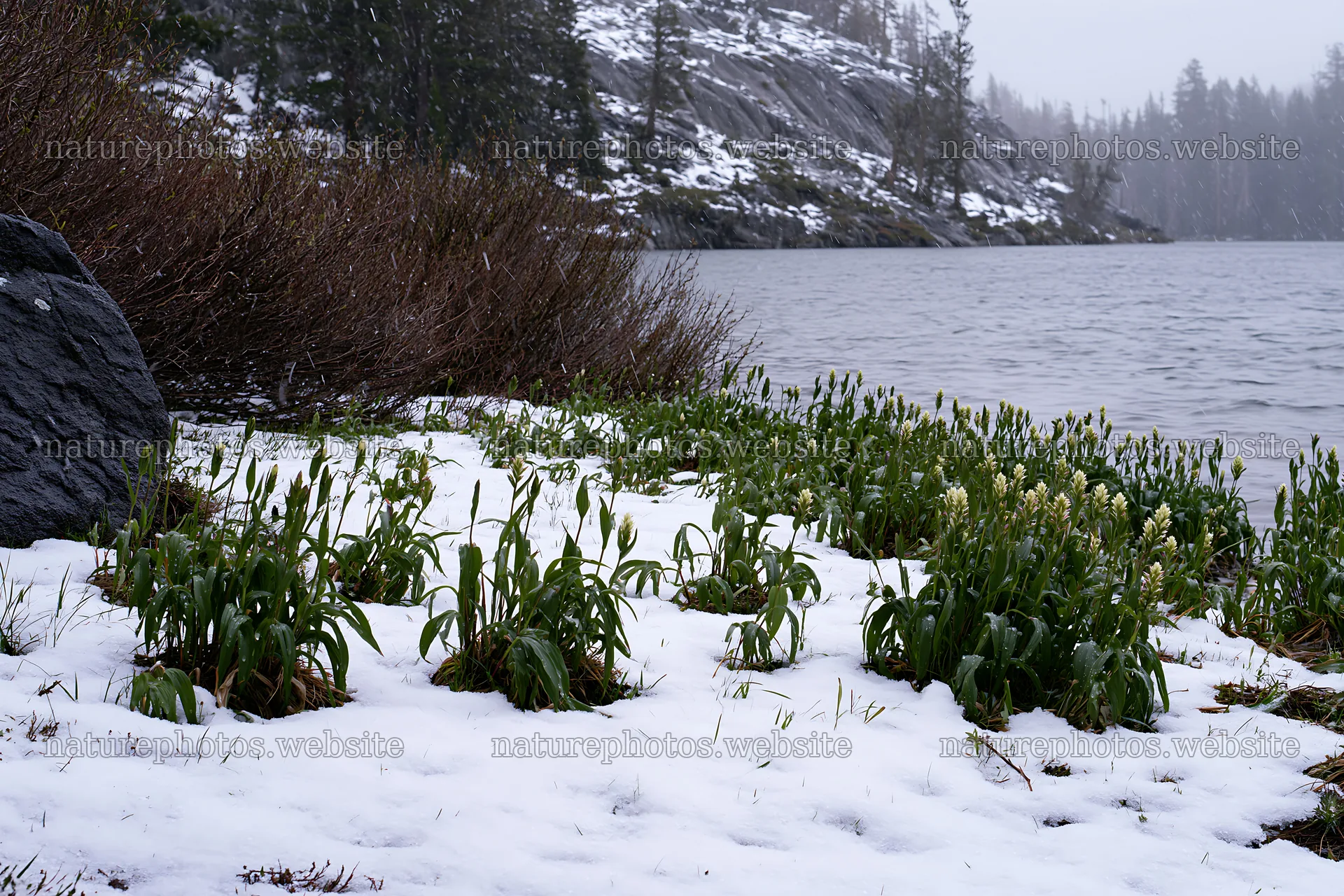 Snowy lakeside meadow with plants along the water edge – nature photos 9722x6480