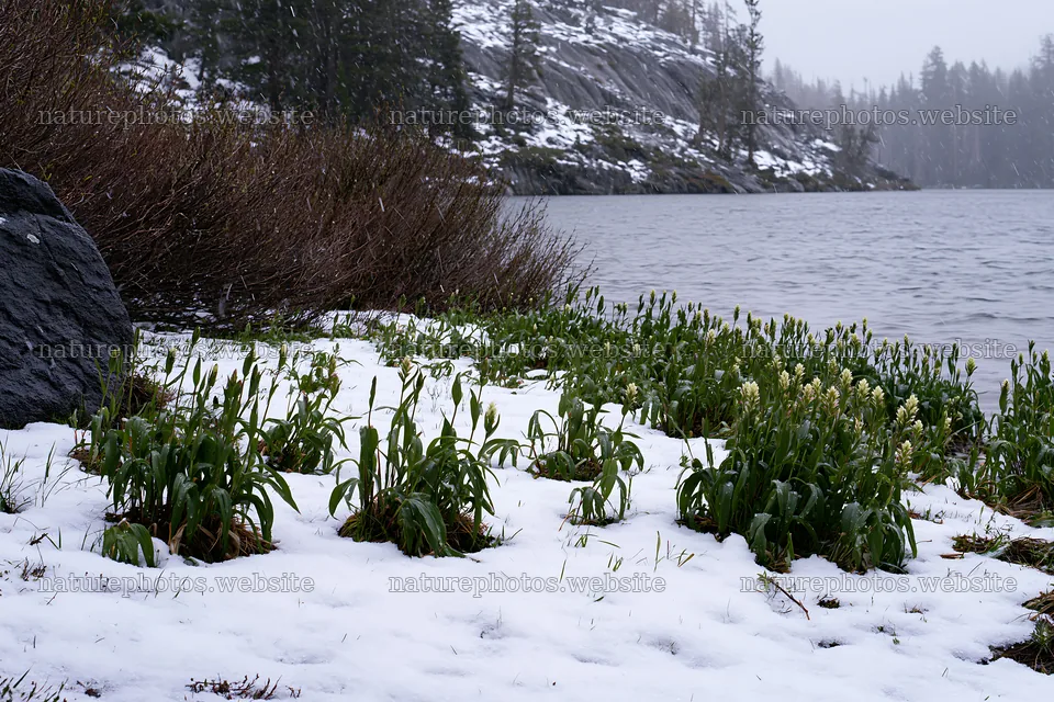 Snowy lakeside meadow with plants along the water edge – nature photos 9722x6480