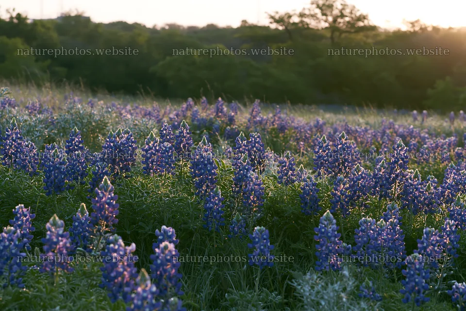 Bluebonnet meadow at sunrise with soft light – nature photos 9722x6480