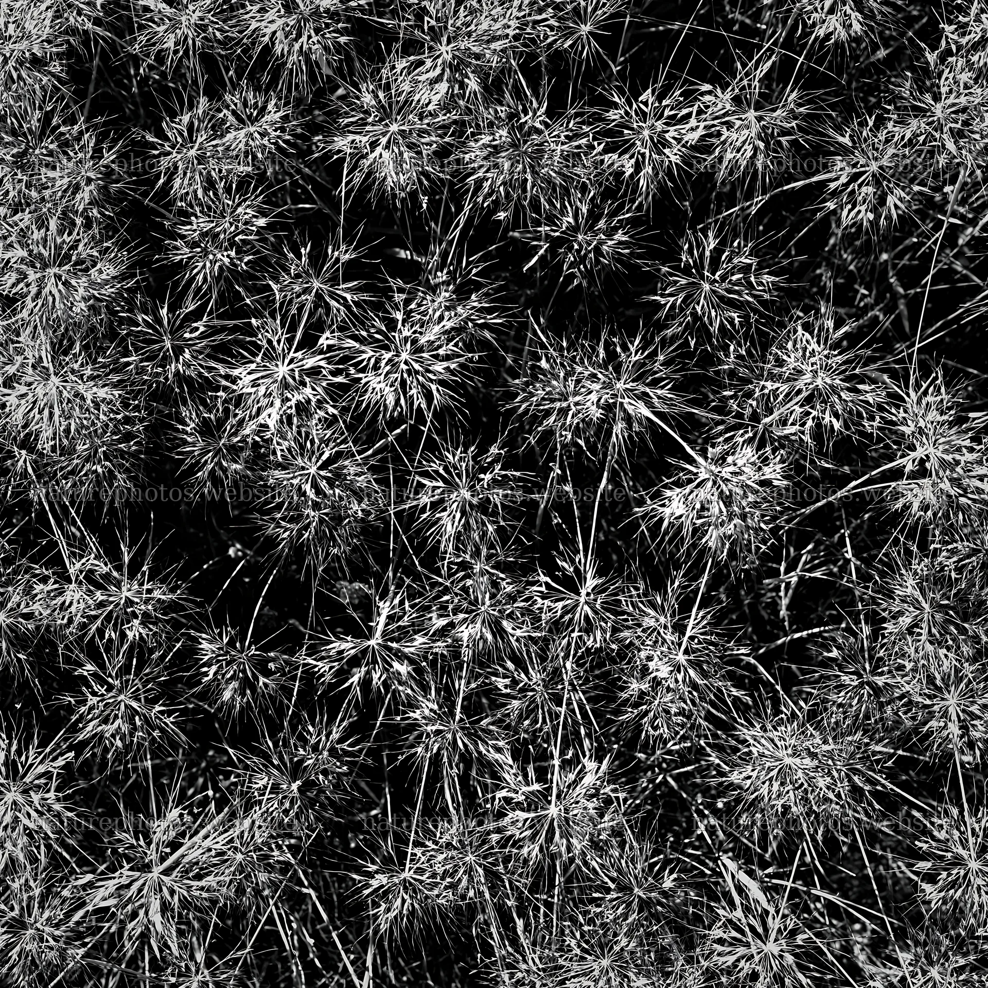 Meadow grass seedheads in black and white close-up view – nature photos 7938x7938
