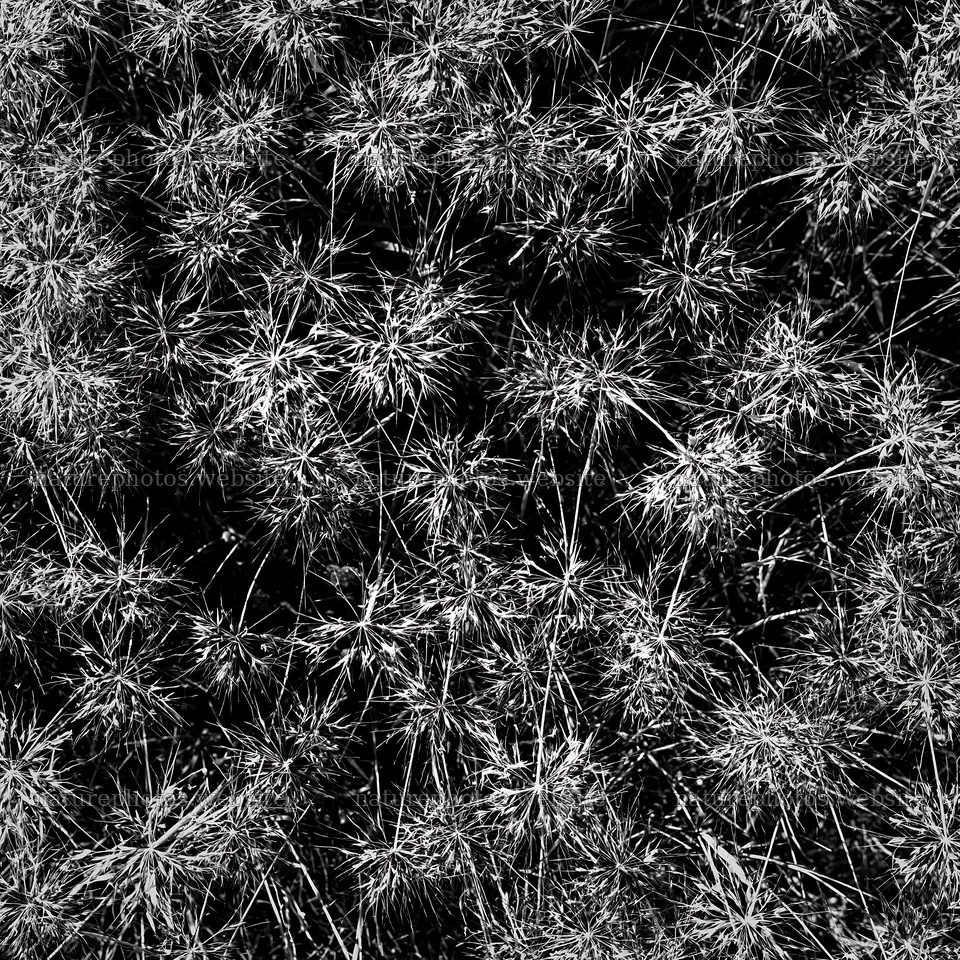 Meadow grass seedheads in black and white close-up view – nature photos 7938x7938