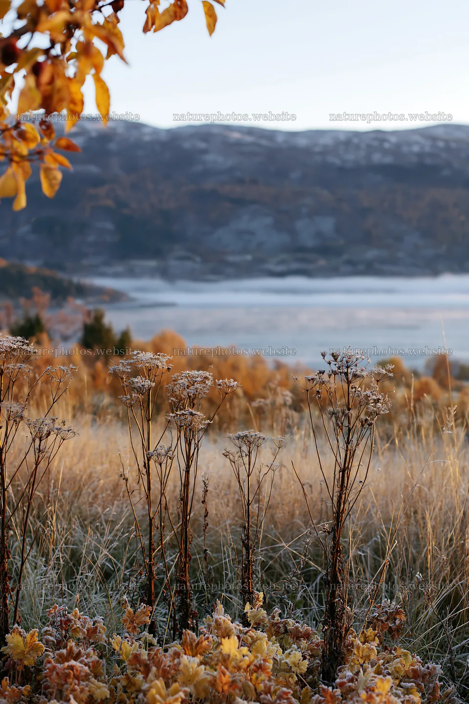 Fjord orchard meadow viewed with dry grass and plants in foreground – nature photos 6480x9722
