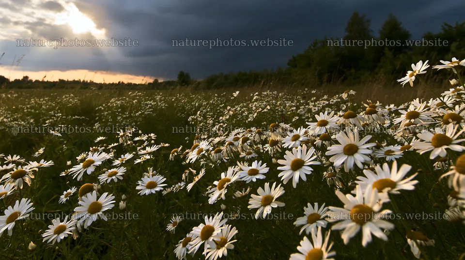 Chamomile meadow under cloudy sky with sunlight breaking through – nature photos 10608x5938