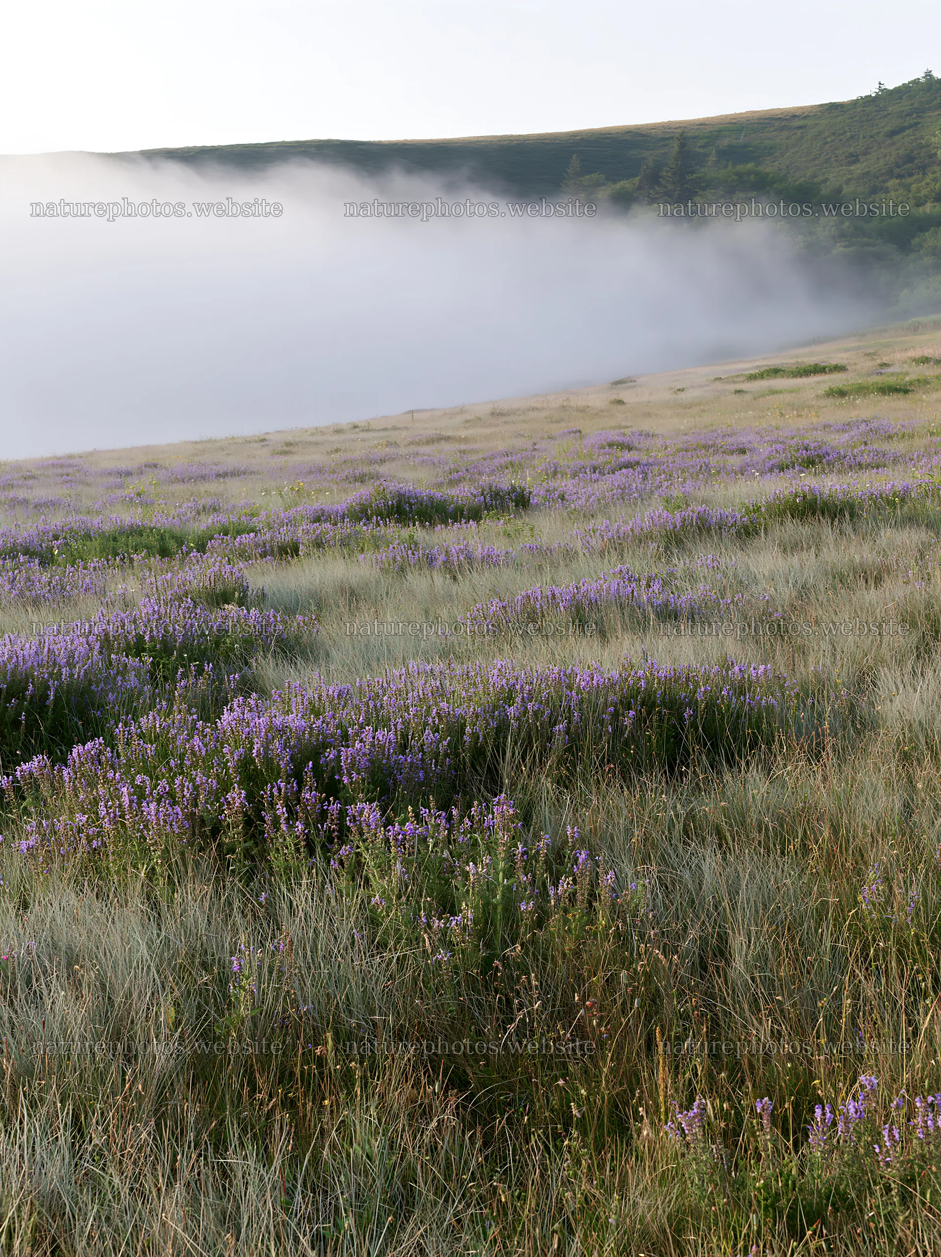 Foggy meadow with flowers in the German foothills – nature photos 6866x9174