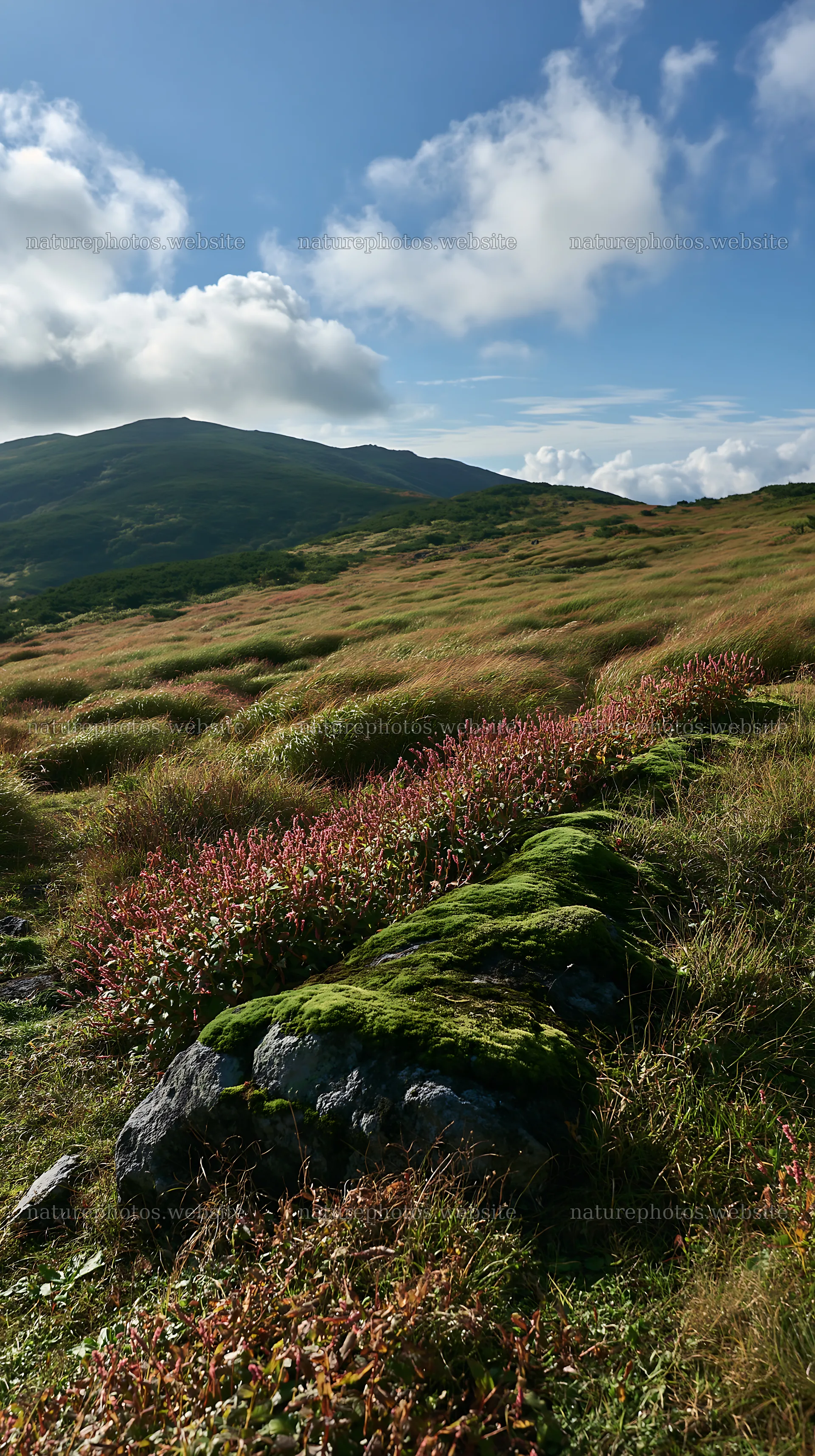 Gifu low carbon meadow with mossy log in natural landscape – nature photos 5938x10608
