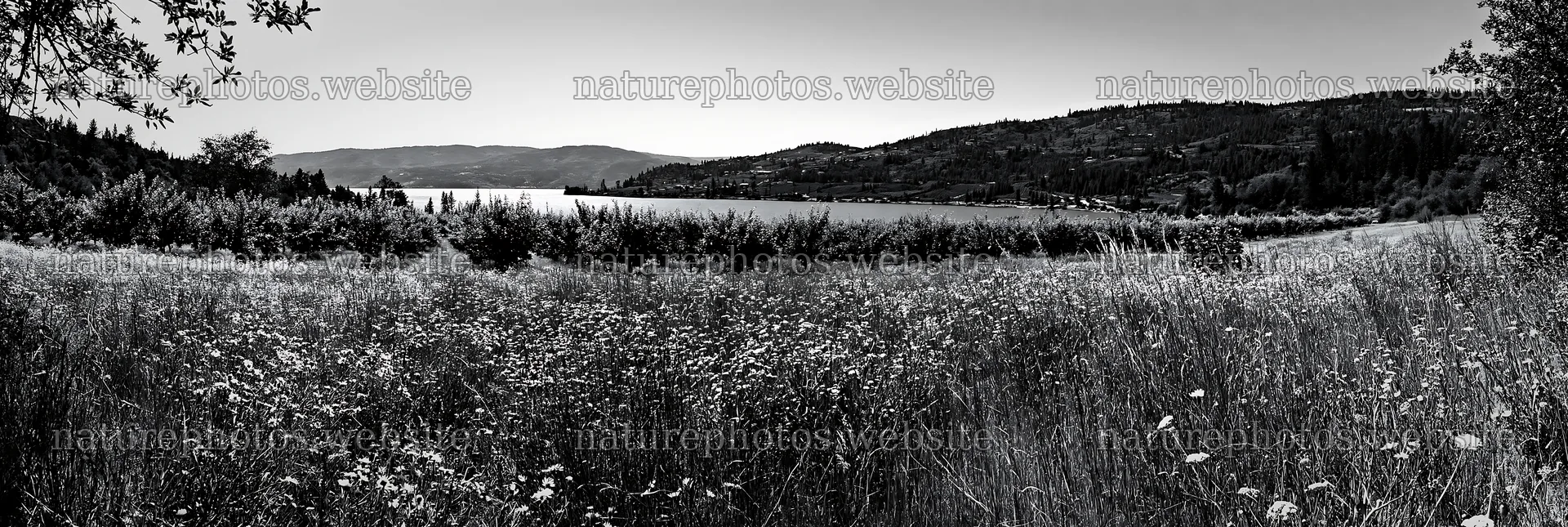 Lakeside orchard meadow near a calm lake with distant hills – nature photos 13690x4602