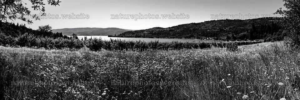 Lakeside orchard meadow near a calm lake with distant hills – nature photos 13690x4602