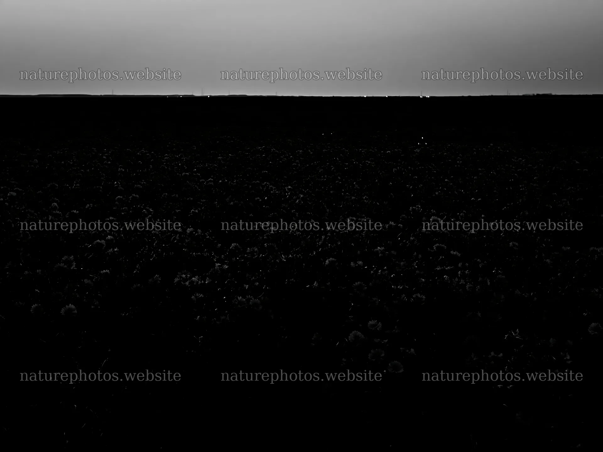 Cornflower meadow at dusk with dark landscape – nature photos 9174x6866