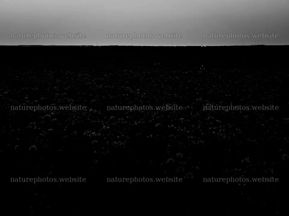 Cornflower meadow at dusk with dark landscape – nature photos 9174x6866