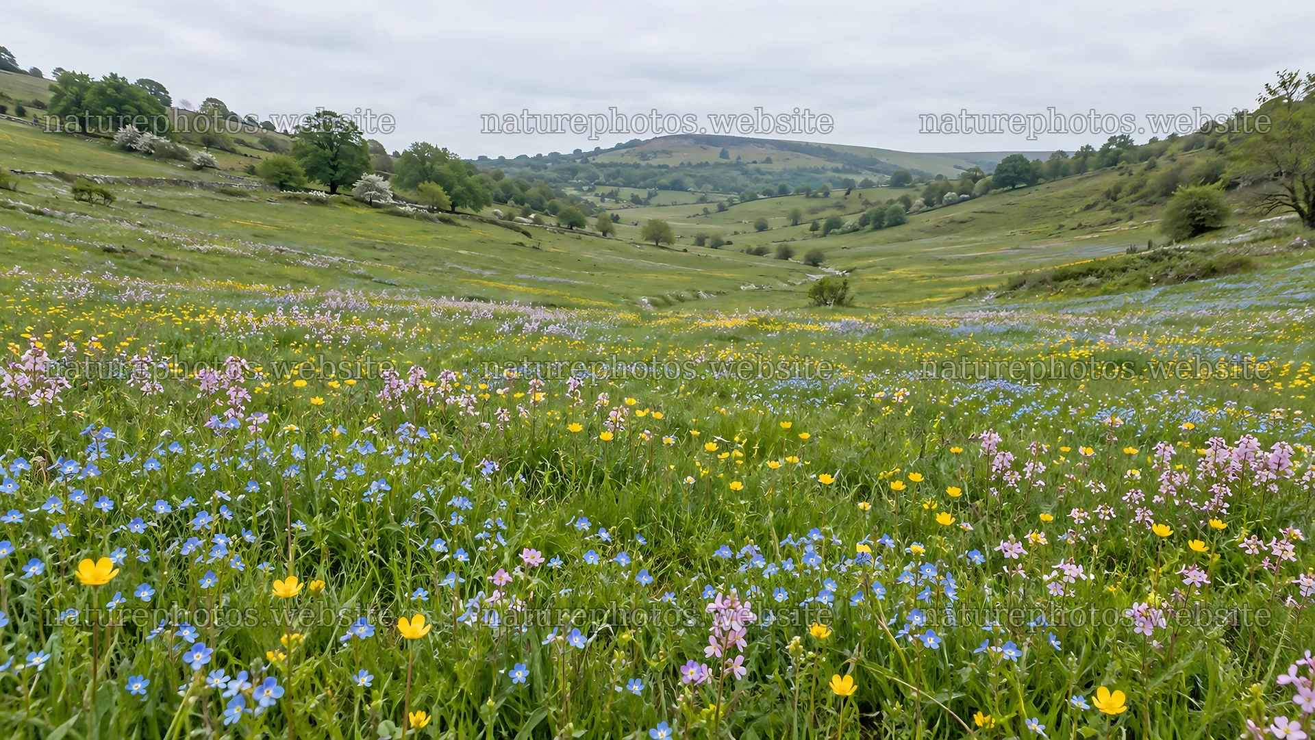Colorful Wildflowers Across a Green Valley – nature photos 10324x5812