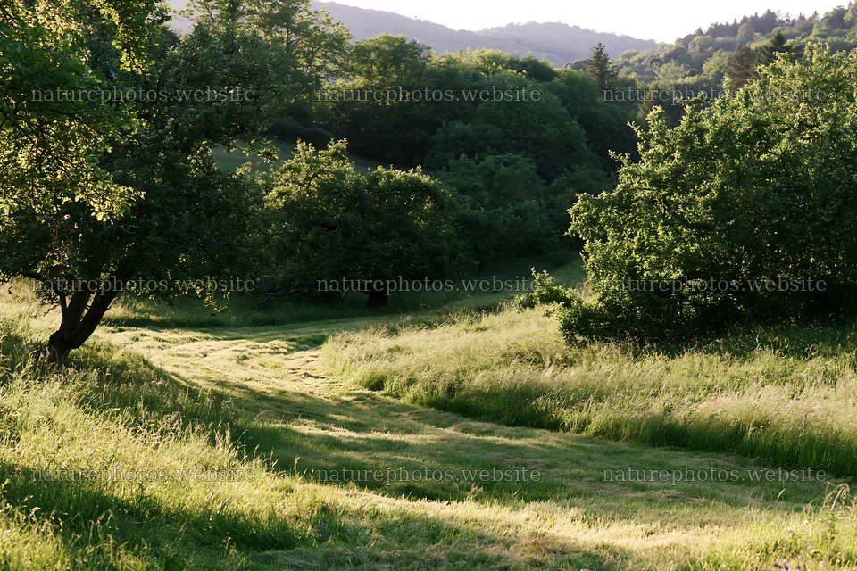 Valley apple meadow with trees and grassy path – nature photos 9722x6480