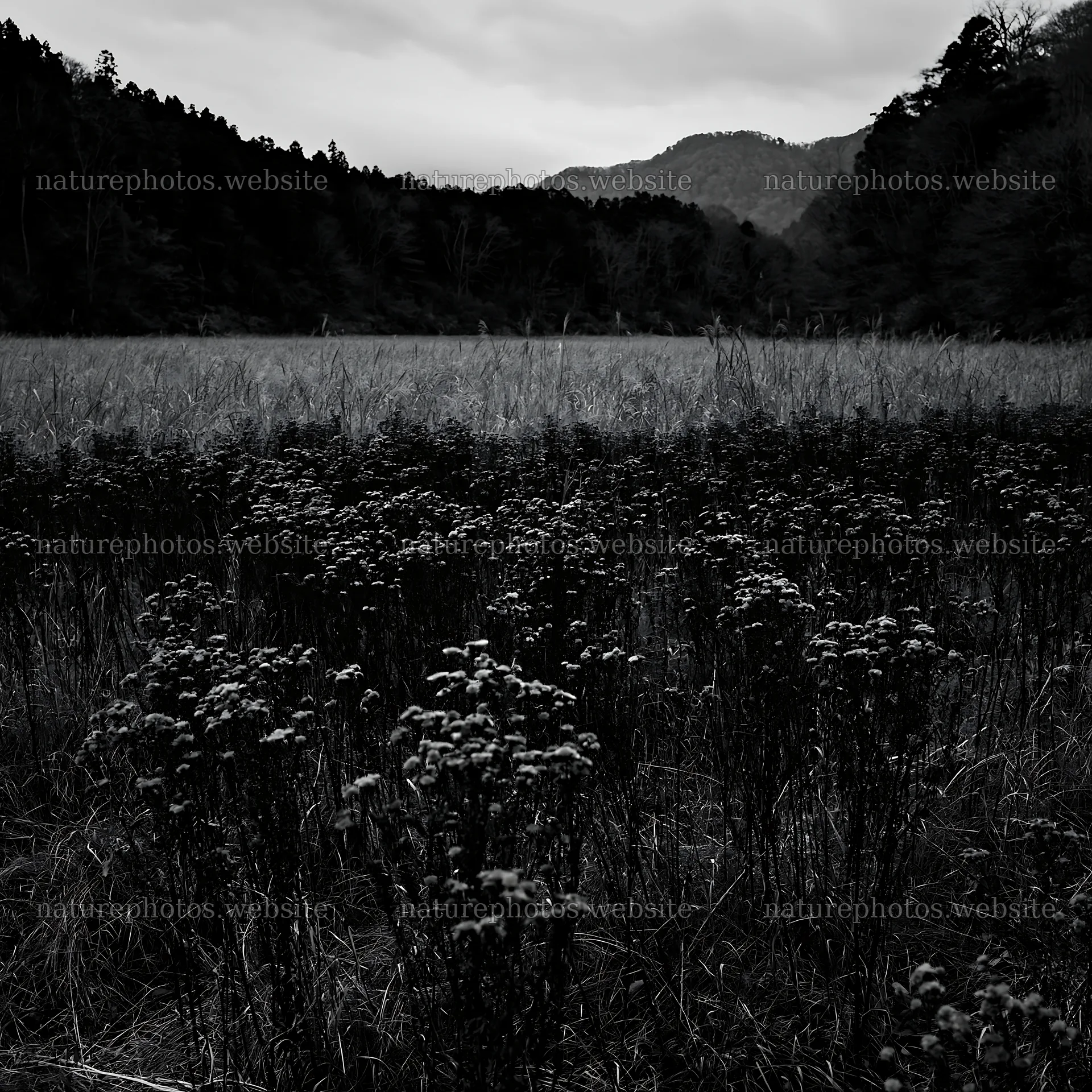 Ehime twilight meadow with dry seedheads – nature photos 7938x7938