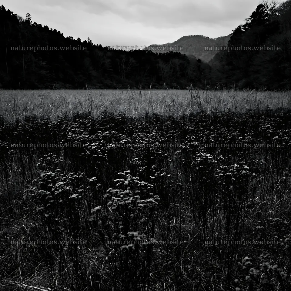 Ehime twilight meadow with dry seedheads – nature photos 7938x7938
