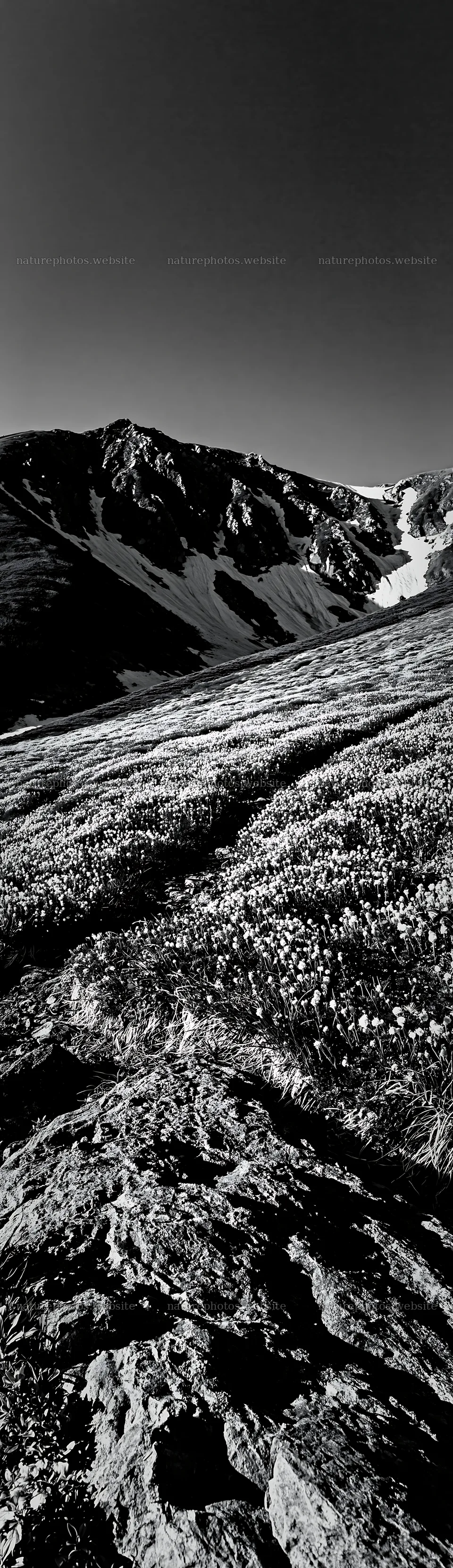 Toyama alpine meadow snowmelt rock foreground – nature photos 4268x14762