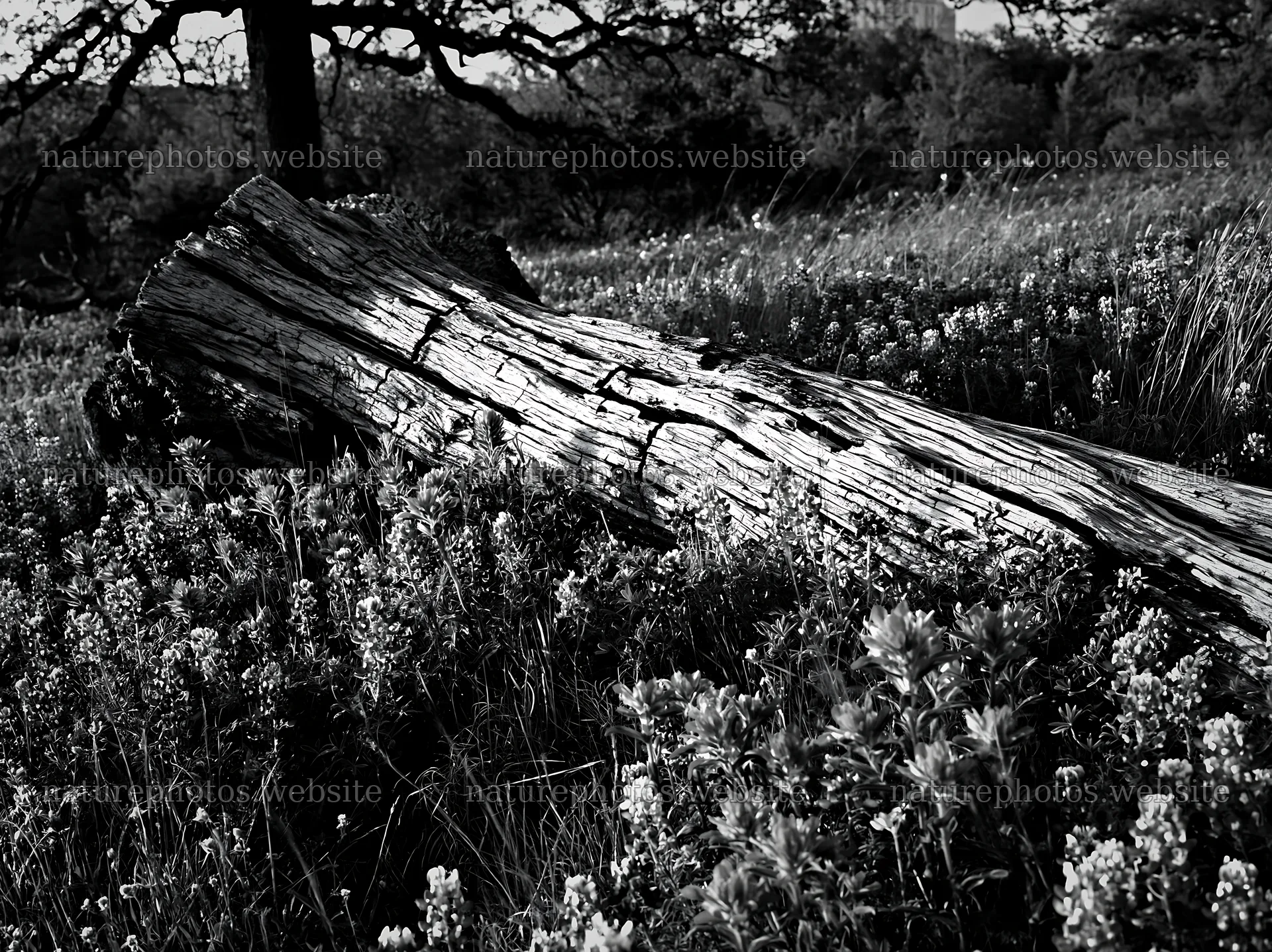 Weathered log lying in a meadow with wildflowers – nature photos 9174x6866