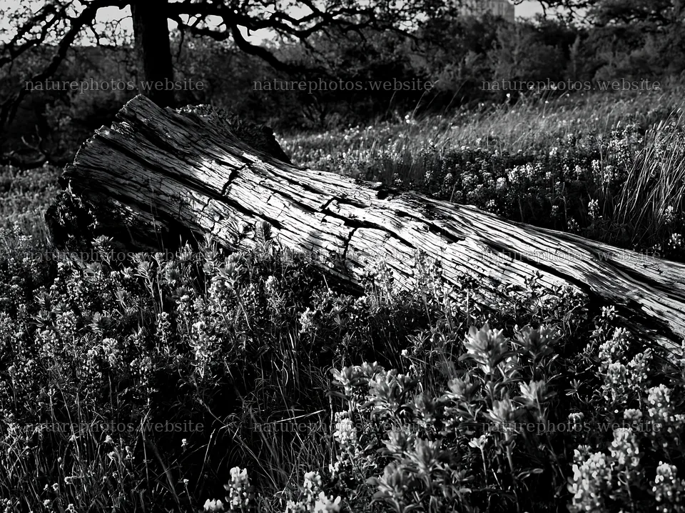 Weathered log lying in a meadow with wildflowers – nature photos 9174x6866