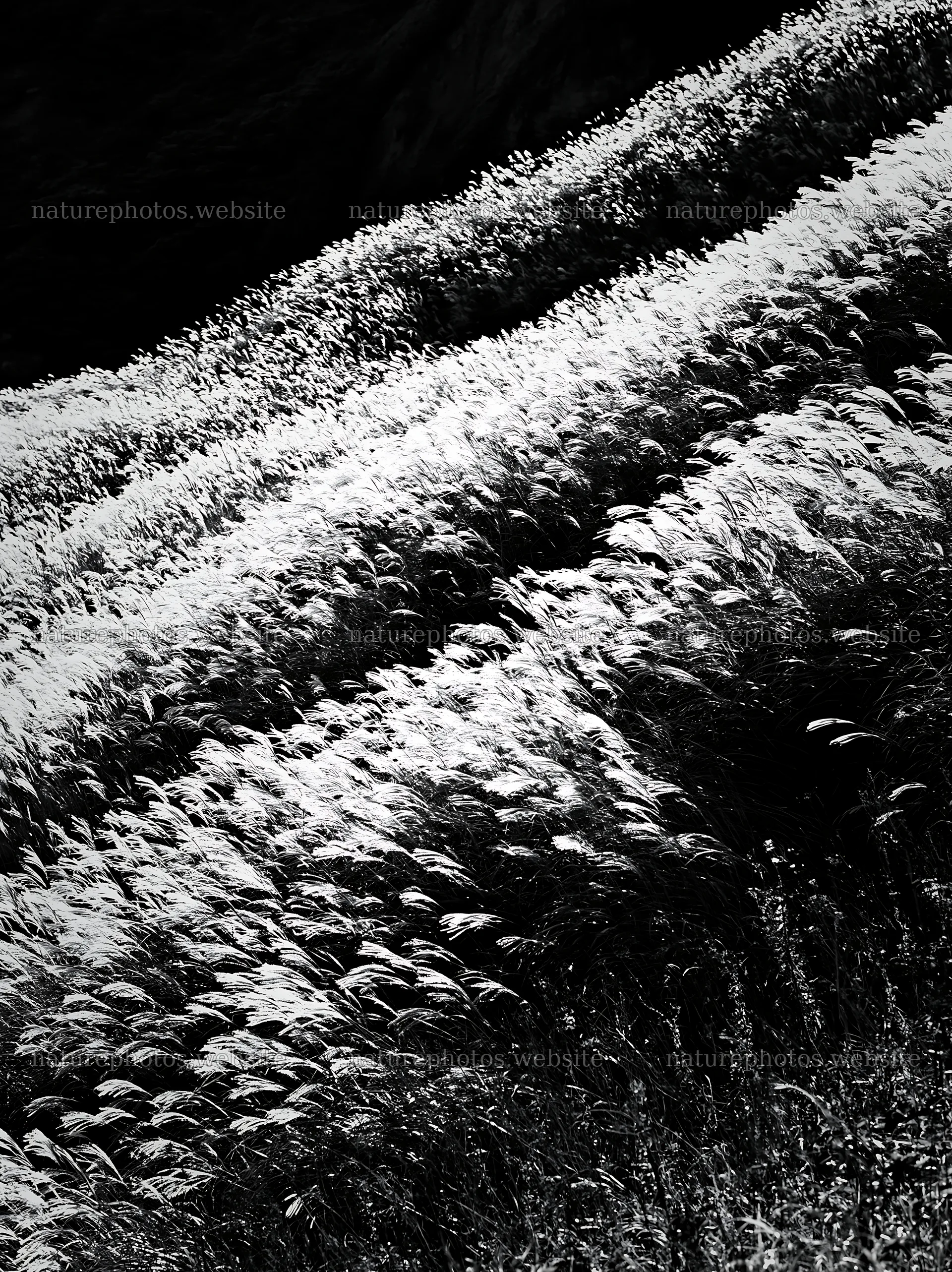 Hokkaido silver grass meadow seedheads in black and white – nature photos 6866x9174
