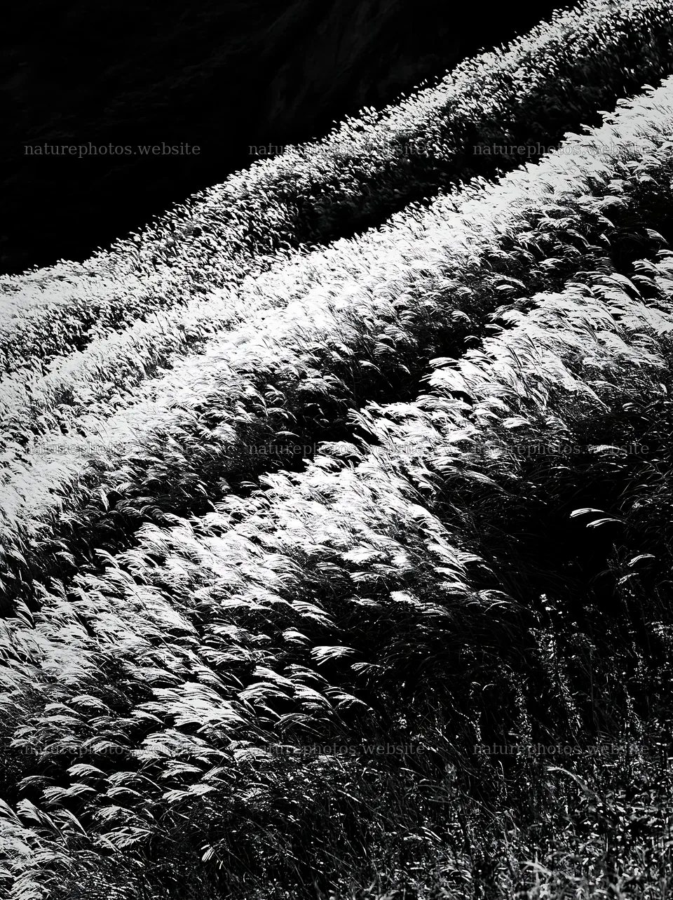 Hokkaido silver grass meadow seedheads in black and white – nature photos 6866x9174