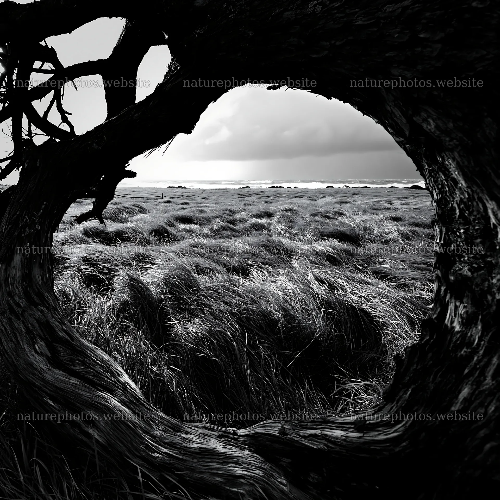 Ishikawa coastal meadow storm washed driftwood framed by grass – nature photos 7938x7938