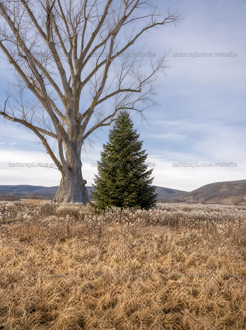 Vibrant Christmas tree in winter meadow with bare tree nearby – nature photos 6858x9186