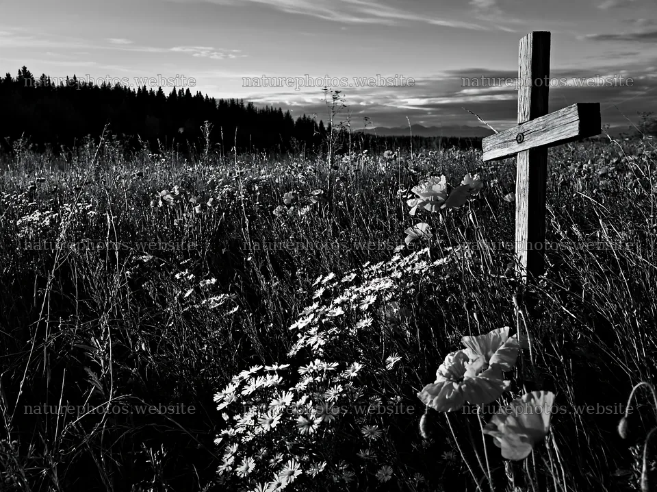 Wooden Christian cross in a meadow with flowers during Christmas – nature photos 9174x6866