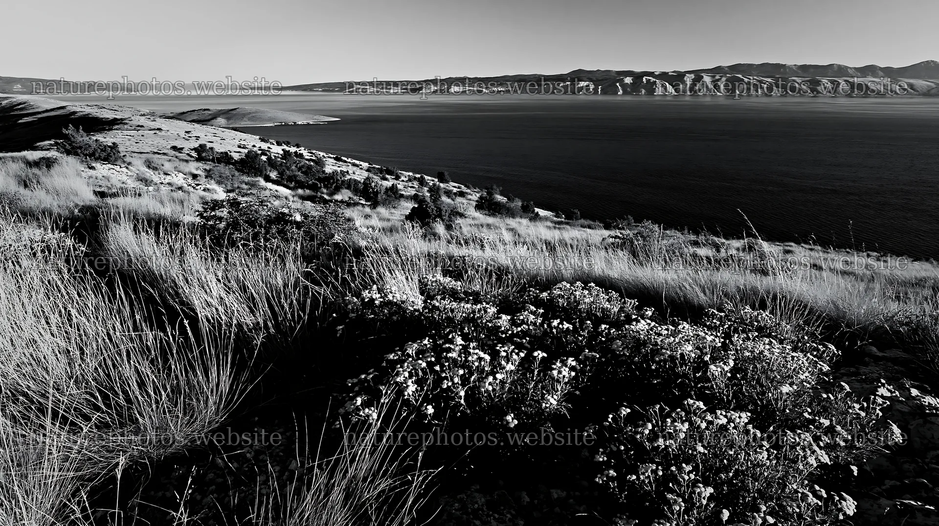Croatian meadow above Adriatic coast captures coastal landscape – nature photos 10608x5938