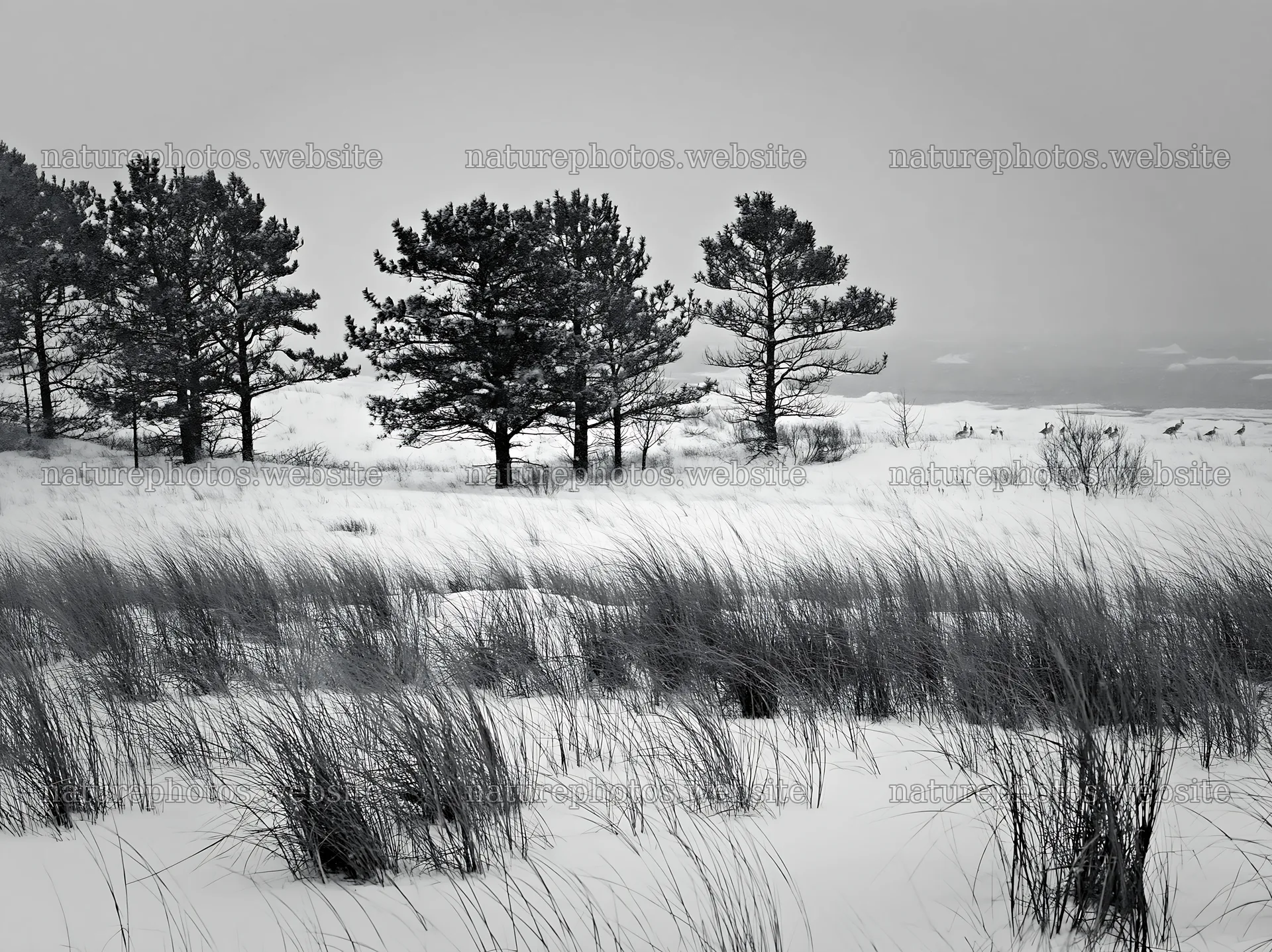 Dune meadow with snow under a cloudy sky in winter – nature photos 9174x6866