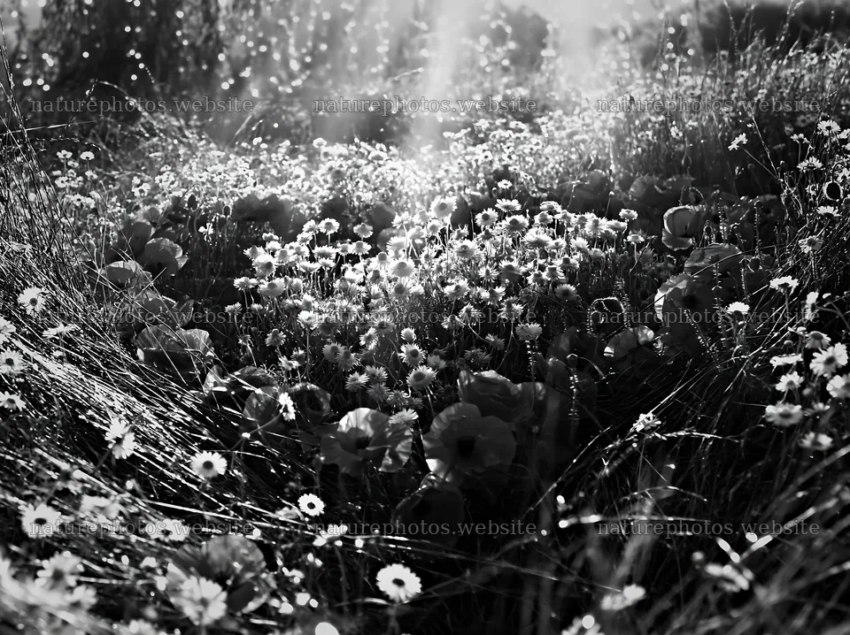 Meadow with Christmas lights and sunbeams shining through clouds – nature photos 9174x6866